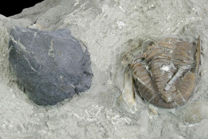 Enrolled Griffithites Trilobite & Gastropod - Crawfordsville, Indiana #130174